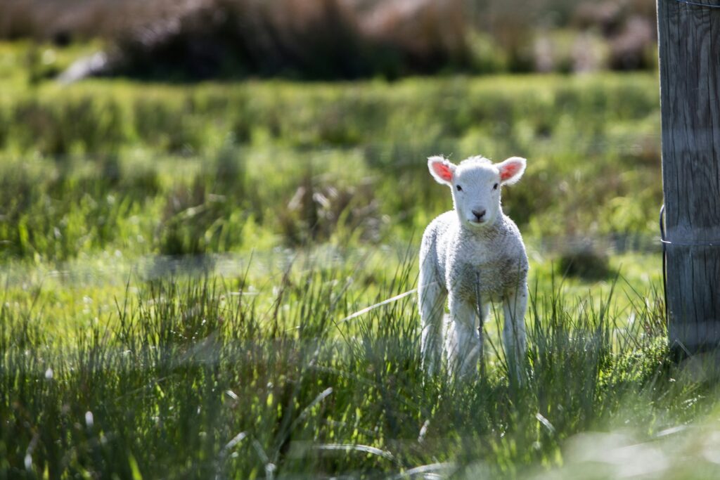 El rol del chivo expiatorio es el más difícil en la familia narcisista. 